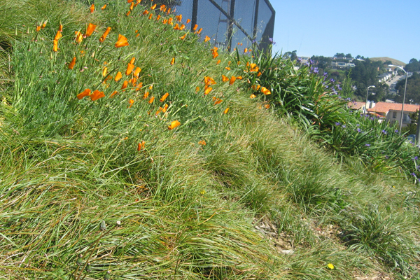 To be clear: the choice of Carex pansa and Pacific Coast Iris as foundation plantings should be celebrated. This is a winning combination.