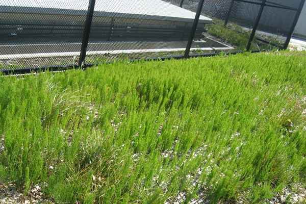 horsetail (Equisetum arvense) 