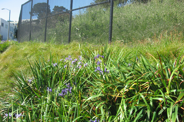 At the corner of Agua, Teresita, and Isola: robust populations of the Carex and Iris looking fine. Notice the tangled mess of annual weedy grasses on the other side of the fence.