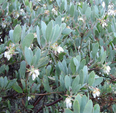 Bonny Doon manzanita (Arctostaphylos silvicola)