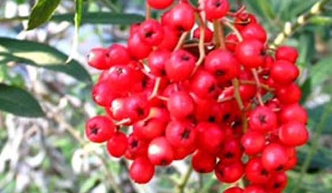 wood strawberry, Fragaria vesca