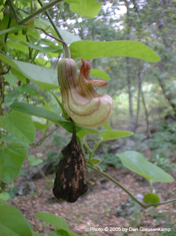 Dutchman's pipevine (Aristolochia californica)