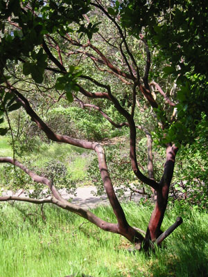 Manzanitas - Strybing Arboretum