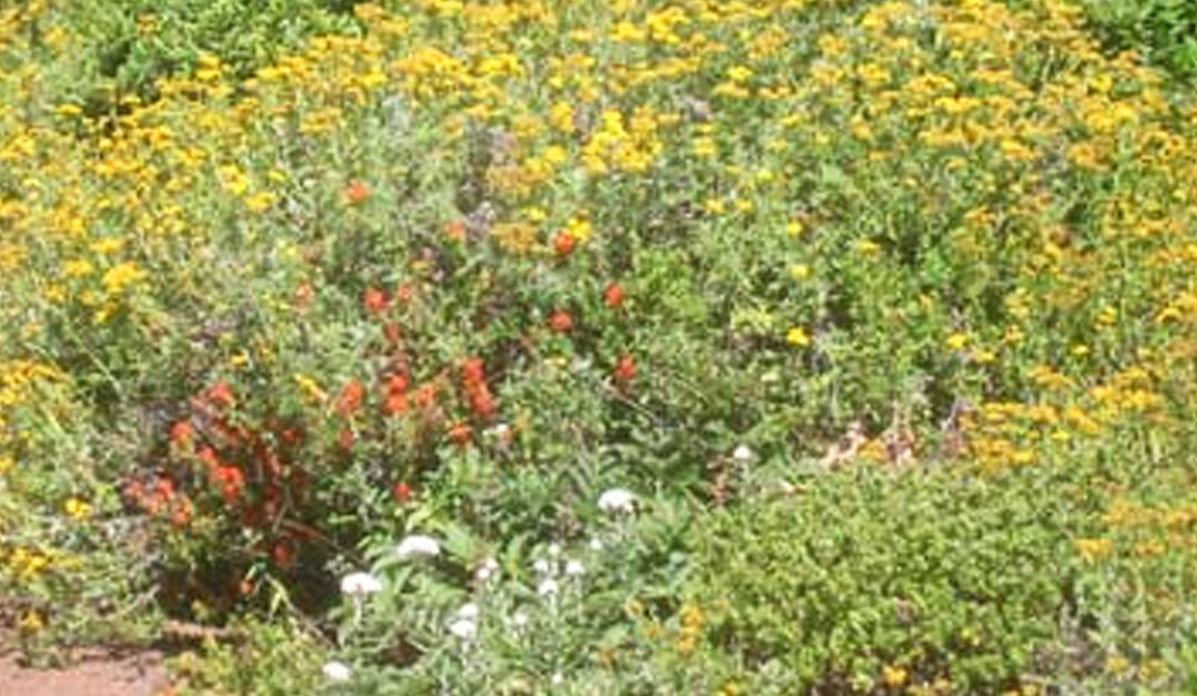 Gold and Green and Pearls Everlasting: The Botanical Wealth of Sweeney Ridge