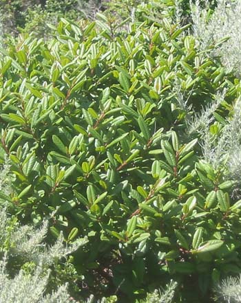 California coffeeberry (Rhamnus california)