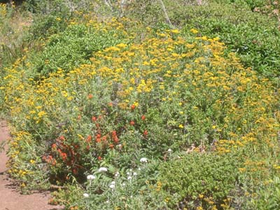 Lizard Tail (Eriophyllum staechadifolium)