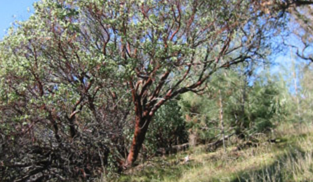 Cedar Mountain Ridge: Journey to the World's Tallest Manzanita