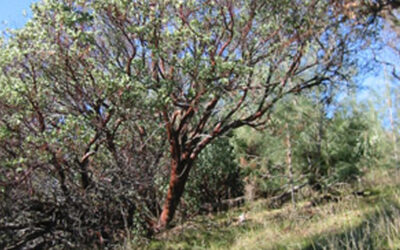 Cedar Mountain Ridge: Journey to the World’s Tallest Manzanita