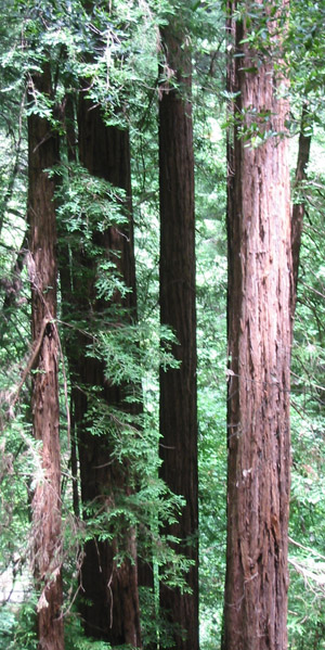 Here the coast redwood (Sequoia sempervirens), the tallest species of tree in the world, grows to heights of 250 feet and dwarfs the oak, bay, madrone, and douglas fir that usually dominate the canopy of northern California forests.