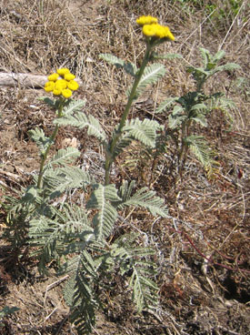 dune tansy (Tanacetum camphoratum)