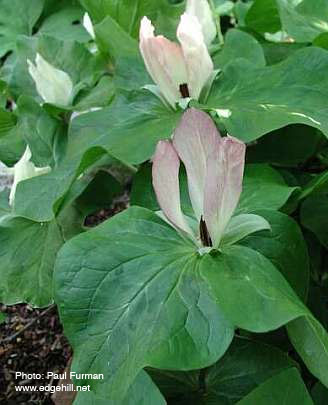 Trillium