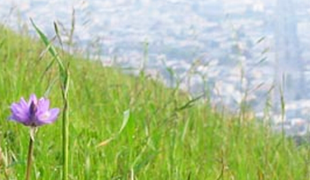 Nursing Biodiversity on Twin Peaks