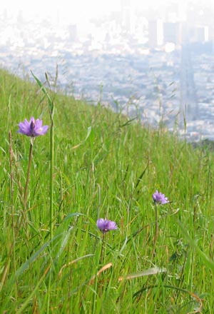 Blue Dicks (Dipterostemon capitatus) on Twin Peaks