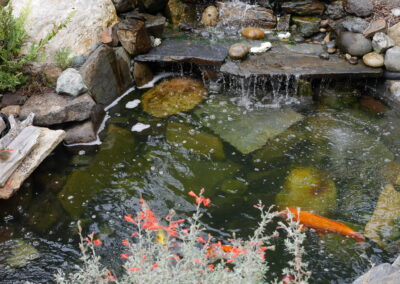 Forest Hill Waterfall & Koi Pond