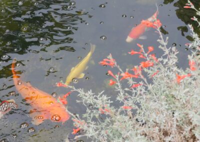 Forest Hill Waterfall & Koi Pond